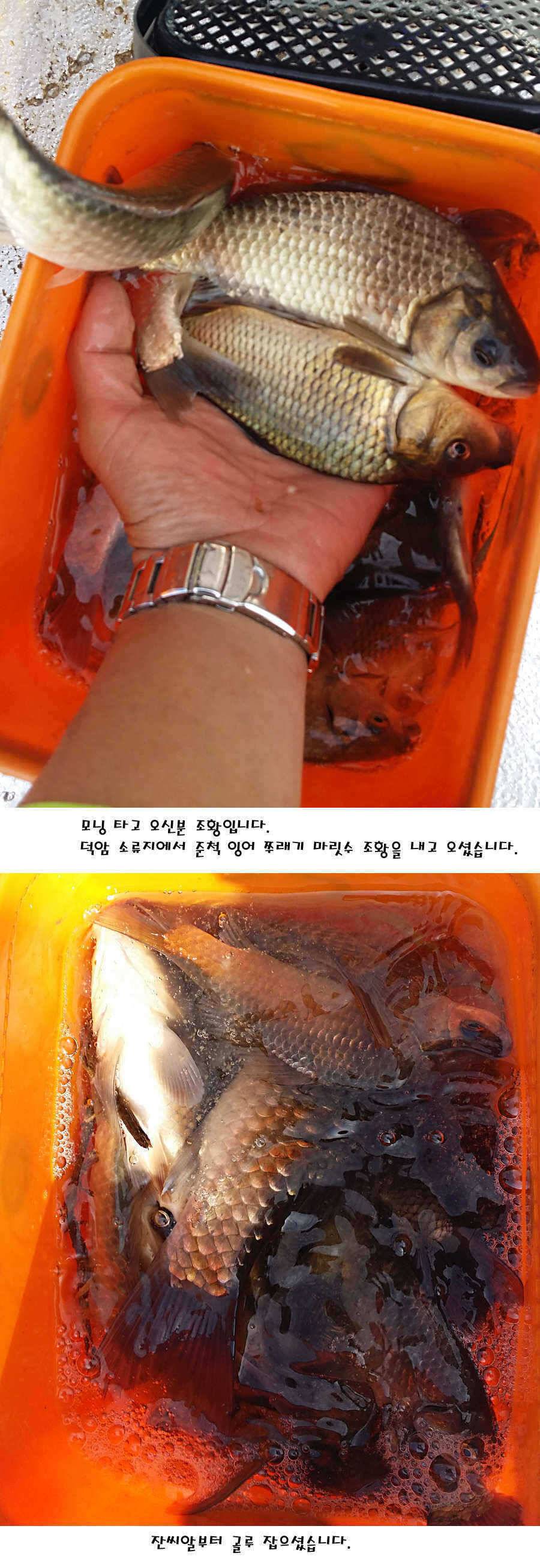 청도권 40 41 415 48cm 대물들의 반란 (조황조행기 - 특파원조황)