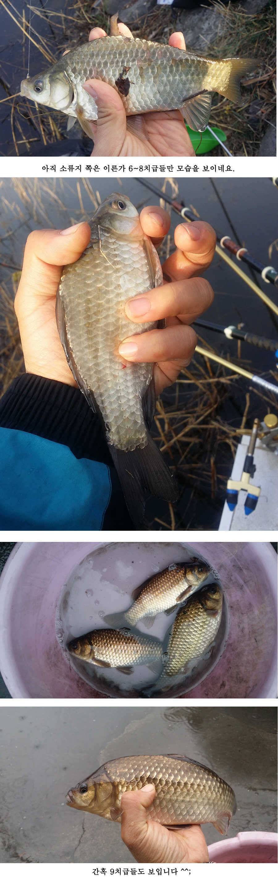 청도권 산란 임박 (조황조행기 - 특파원조황)