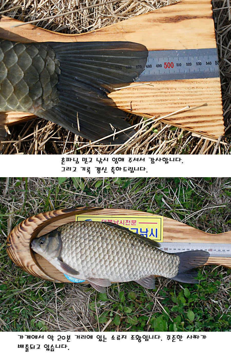 청도권 40 41 415 48cm 대물들의 반란 (조황조행기 - 특파원조황)