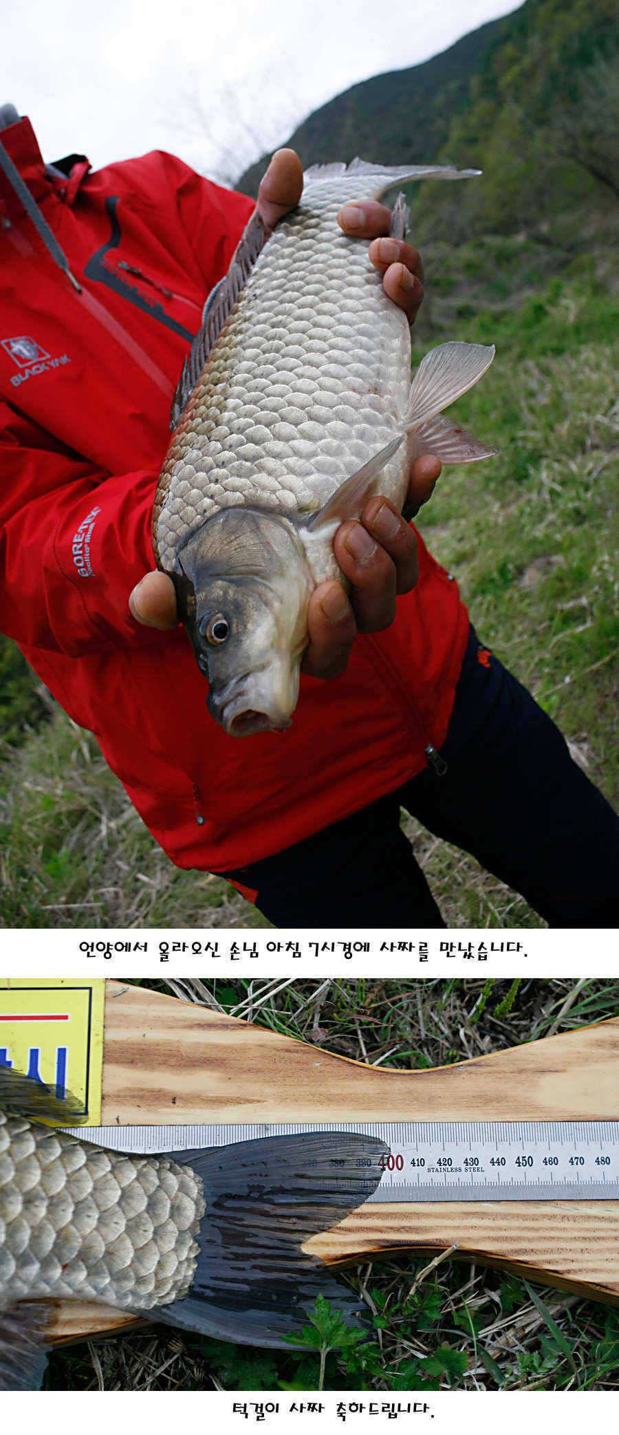 청도권 40 41 415 48cm 대물들의 반란 (조황조행기 - 특파원조황)