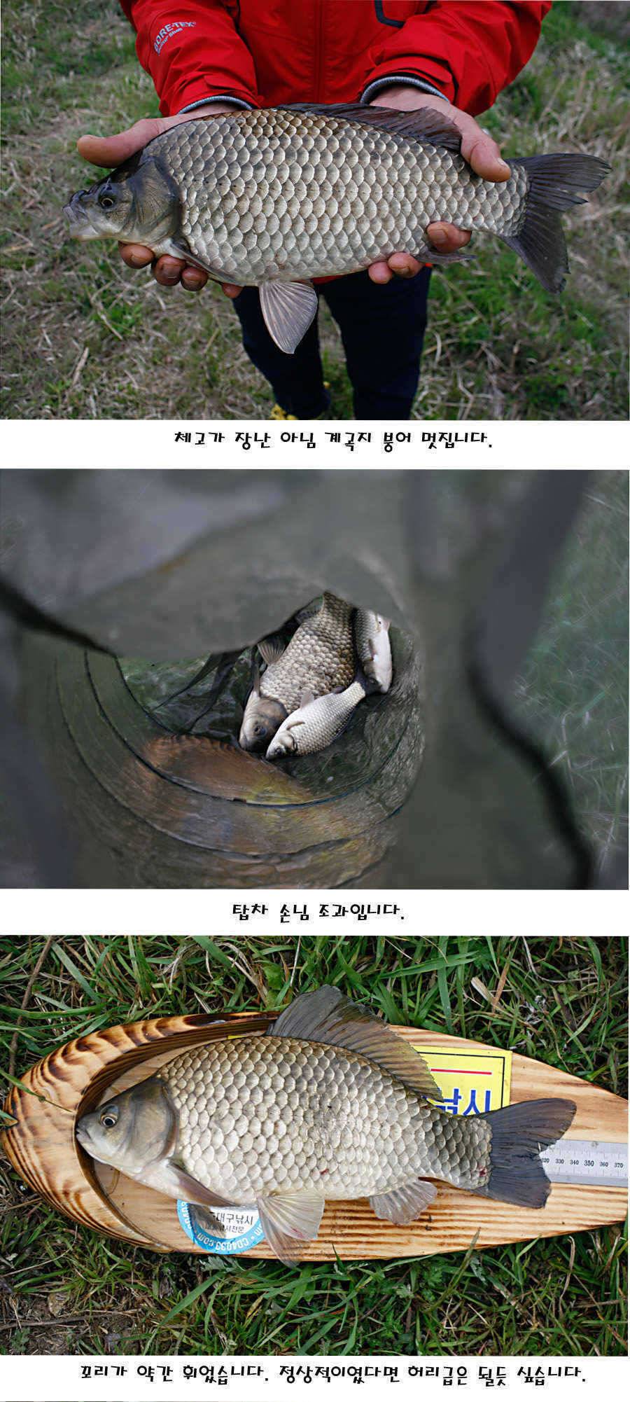 청도권 40 41 415 48cm 대물들의 반란 (조황조행기 - 특파원조황)