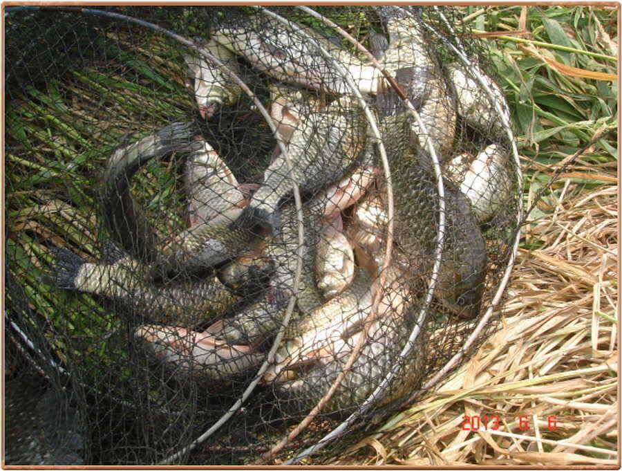 진위천 소식 (조황조행기 - 특파원조황)