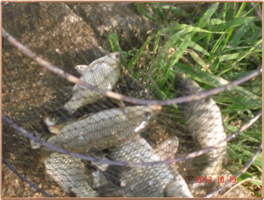 진위천 조황 소식 (조황조행기 - 특파원조황)