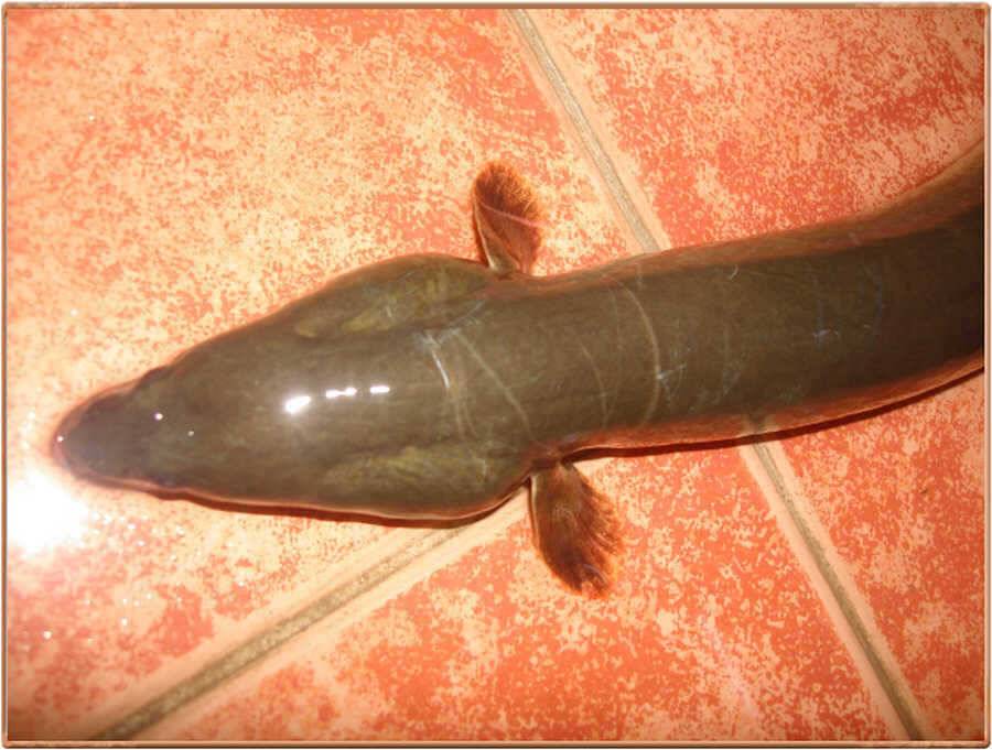 진위천 붕어 힘좀 쓰네요 (조황조행기 - 특파원조황)