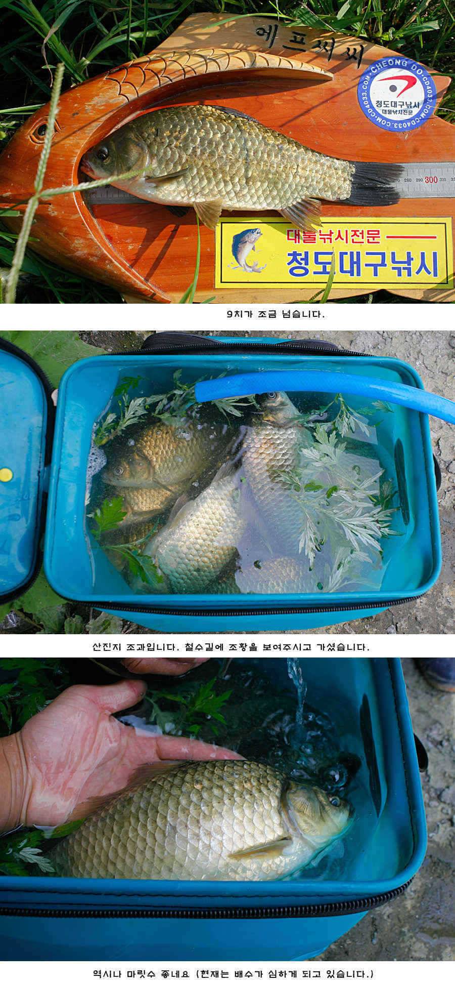 주중 청도권 조황정보 (조황조행기 - 특파원조황)