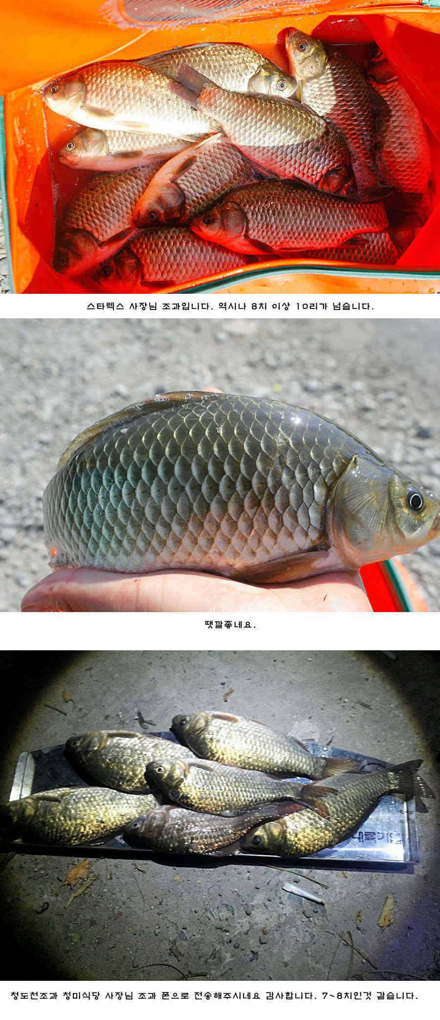주중 청도권 조황정보 (조황조행기 - 특파원조황)