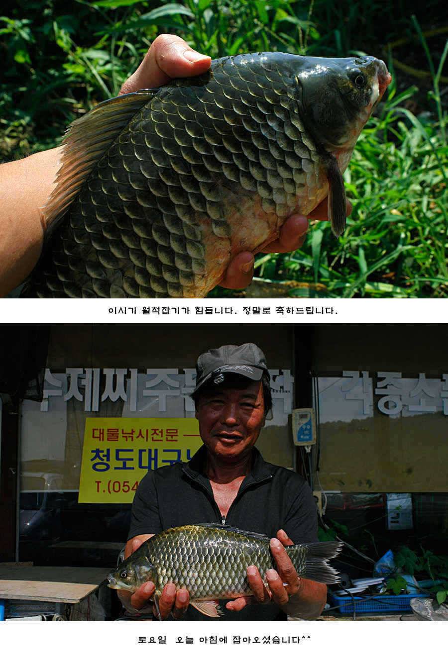 주중 청도권 조황정보 (조황조행기 - 특파원조황)