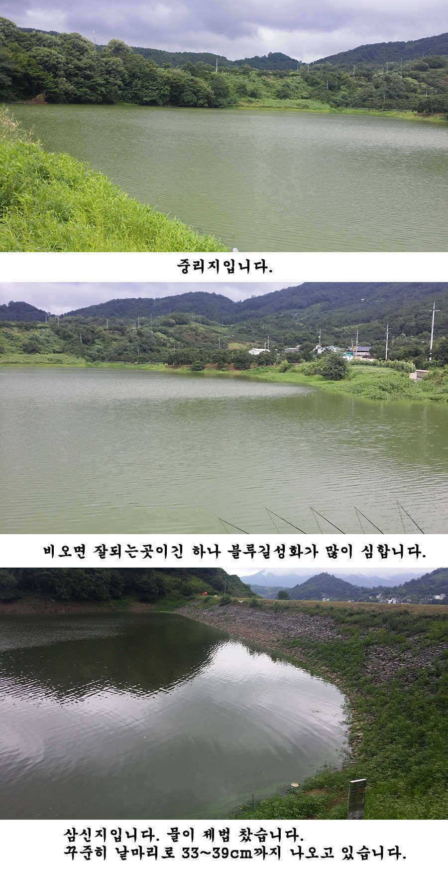 청도권 주말 조황입니다 (조황조행기 - 특파원조황)