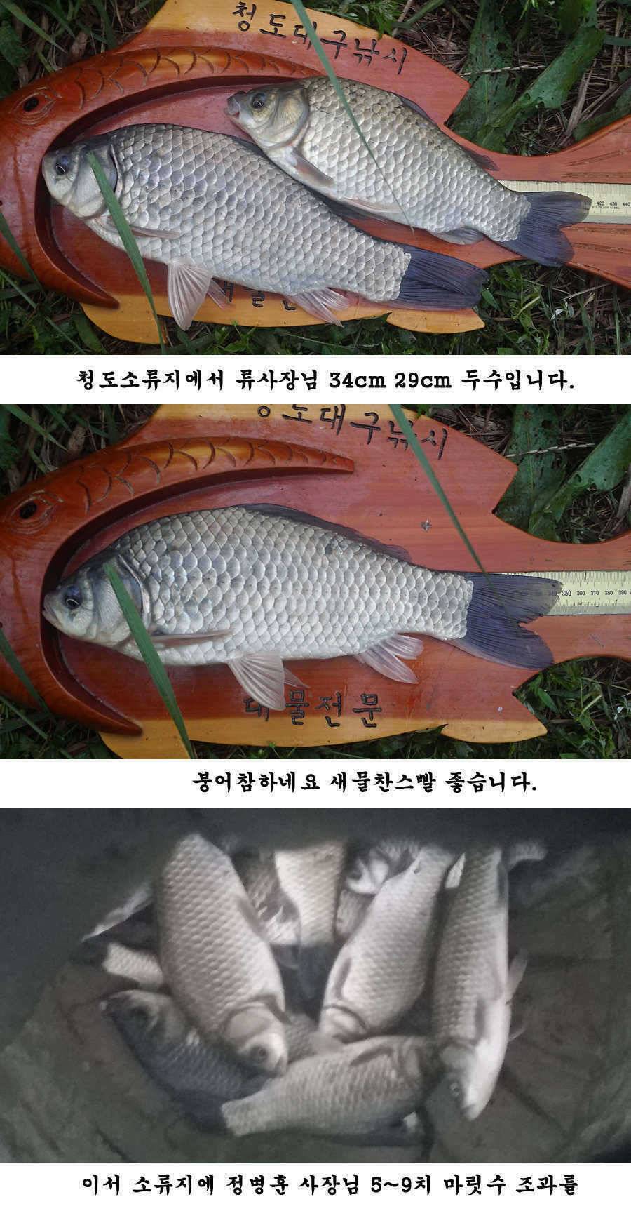 청도권 주말 조황입니다 (조황조행기 - 특파원조황)