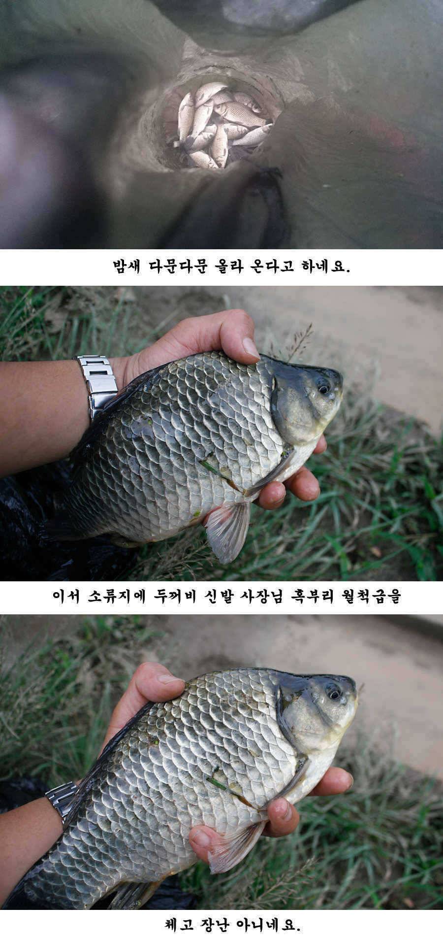 청도권 주말 조황입니다 (조황조행기 - 특파원조황)