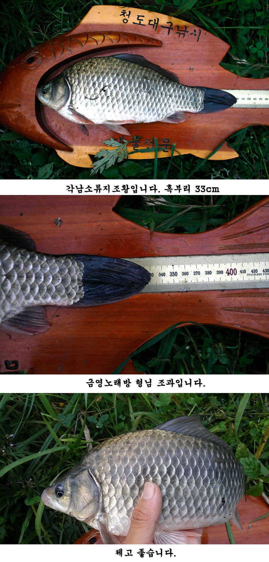 청도권 주말 조황입니다 (조황조행기 - 특파원조황)