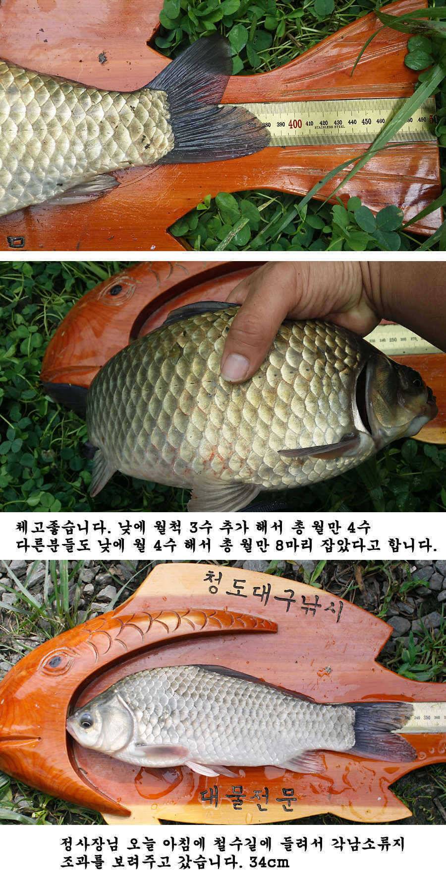 청도권 주말 조황입니다 (조황조행기 - 특파원조황)