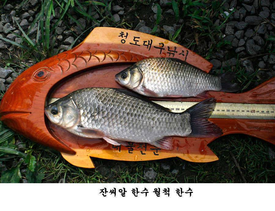 청도권 주말 조황입니다 (조황조행기 - 특파원조황)