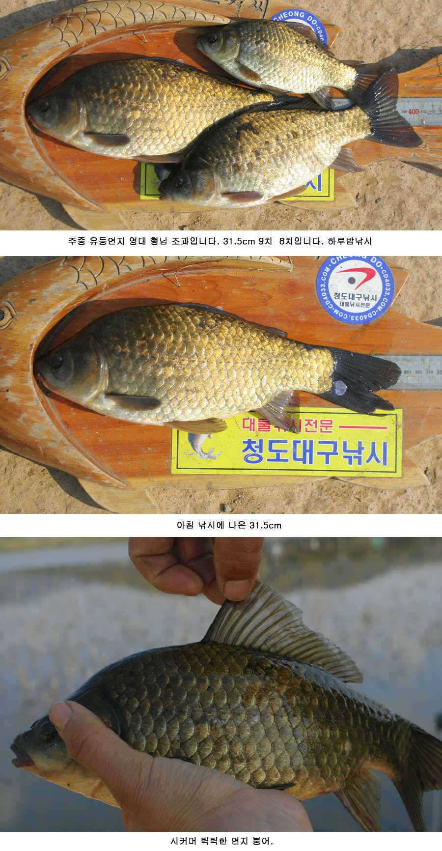 청도권 주중 조황정보 (조황조행기 - 특파원조황)