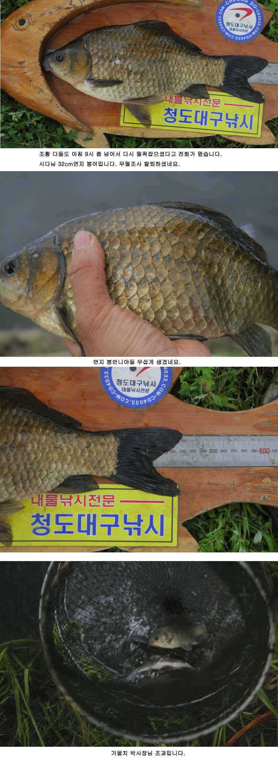 청도권 주중 조황정보 (조황조행기 - 특파원조황)