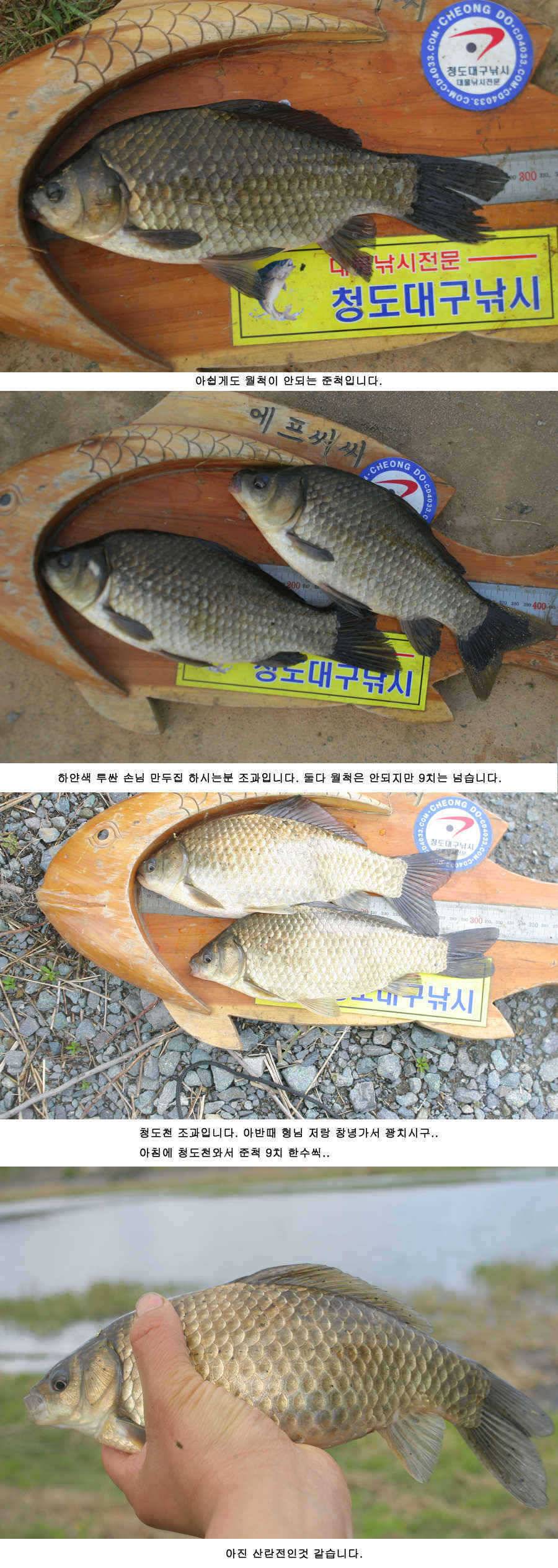 청도권 주중 조황정보 (조황조행기 - 특파원조황)