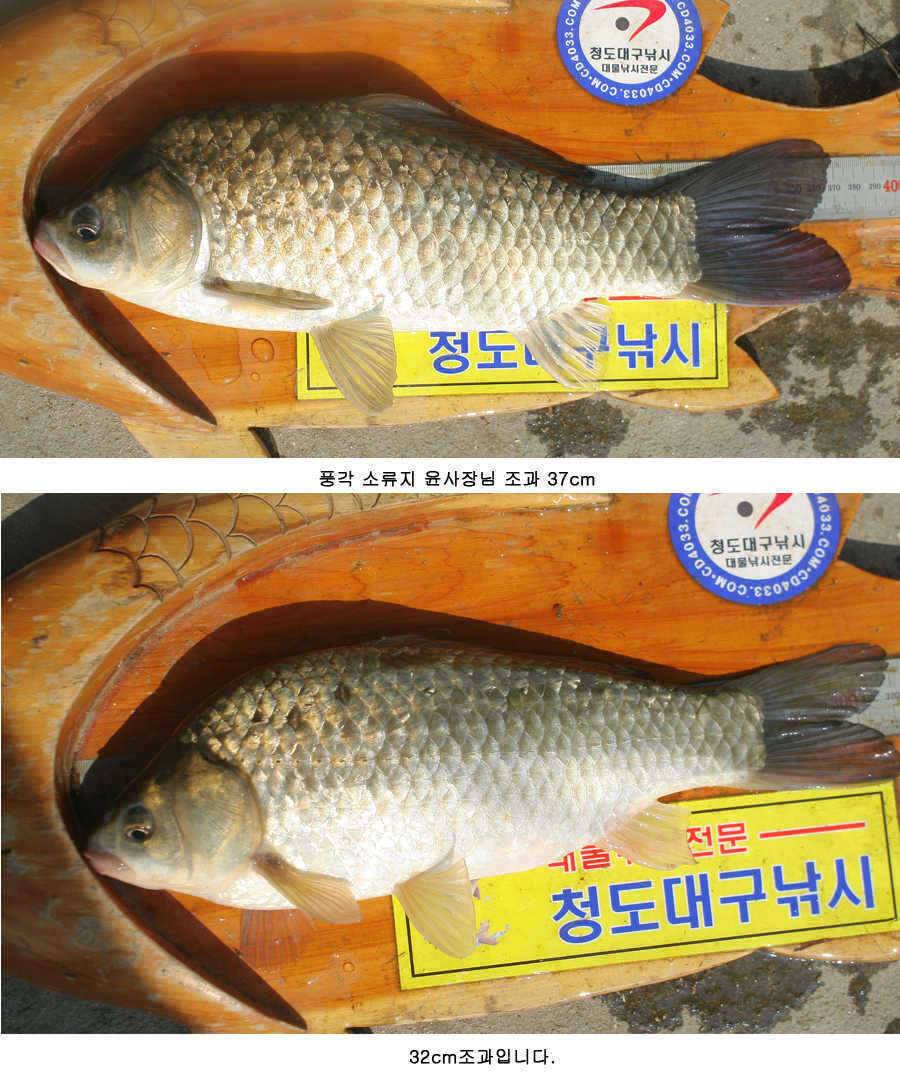 청도권 주중 조황정보 (조황조행기 - 특파원조황)