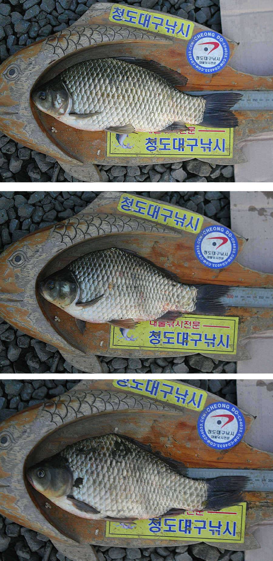 청도권 마릿수조황4042545455대박 (조황조행기 - 특파원조황)