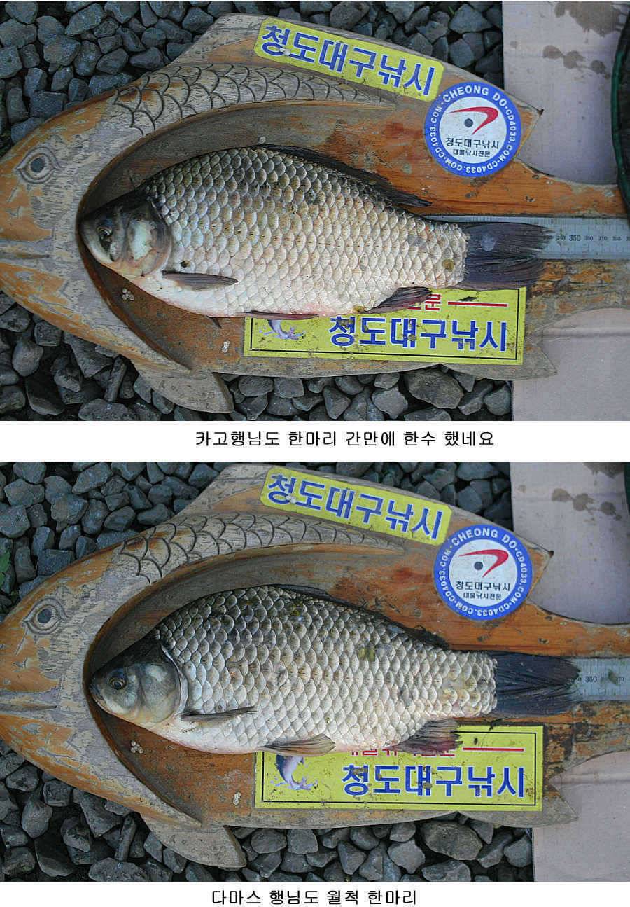 청도권 마릿수조황4042545455대박 (조황조행기 - 특파원조황)