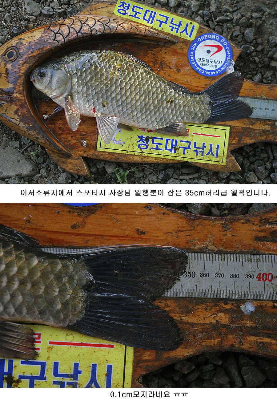 청도권 마릿수조황4042545455대박 (조황조행기 - 특파원조황)