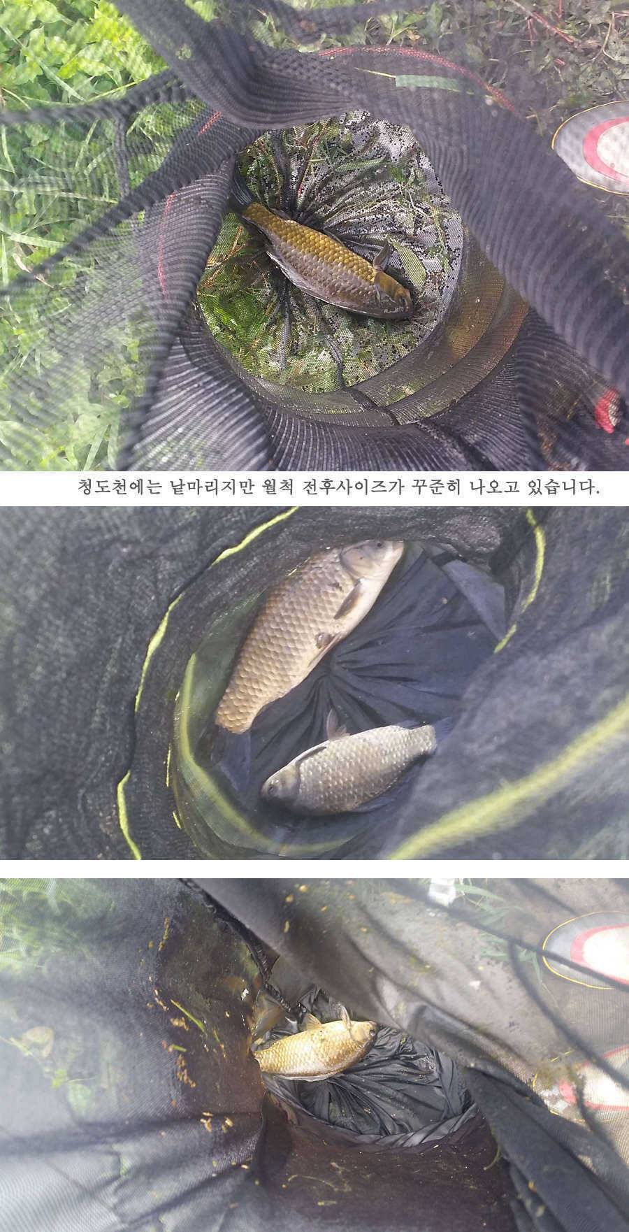 청도권 지난 조황입니다4046cm (조황조행기 - 특파원조황)