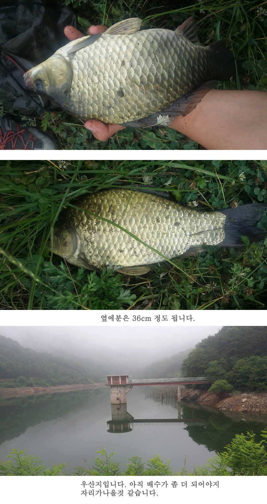 청도권 지난 조황입니다4046cm (조황조행기 - 특파원조황)