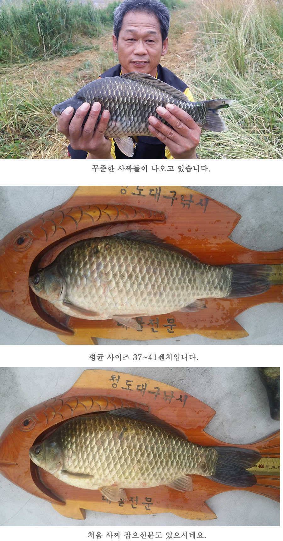 청도권 지난 조황입니다4046cm (조황조행기 - 특파원조황)