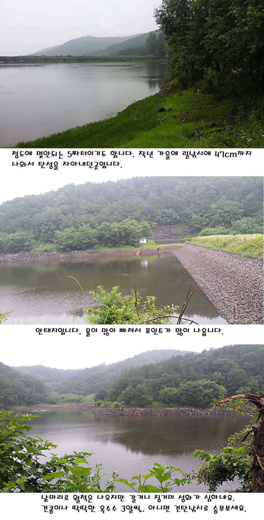 청도권 지난주 주중 조황정보 (조황조행기 - 특파원조황)