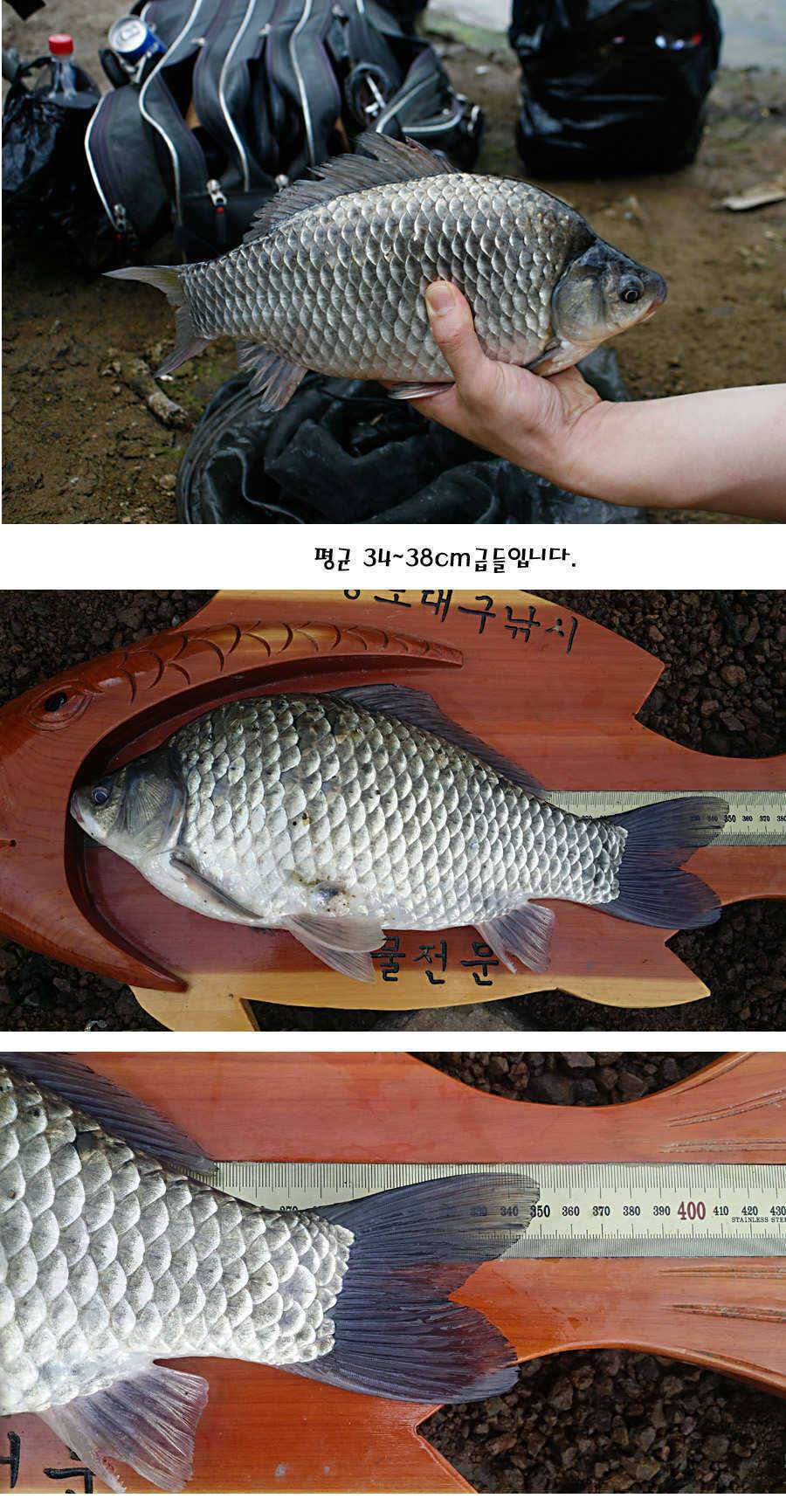 청도권 지난주 주중 조황정보 (조황조행기 - 특파원조황)