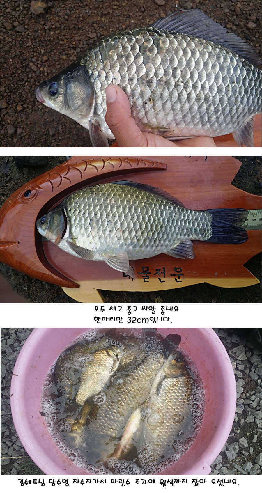 청도권 지난주 주중 조황정보 (조황조행기 - 특파원조황)