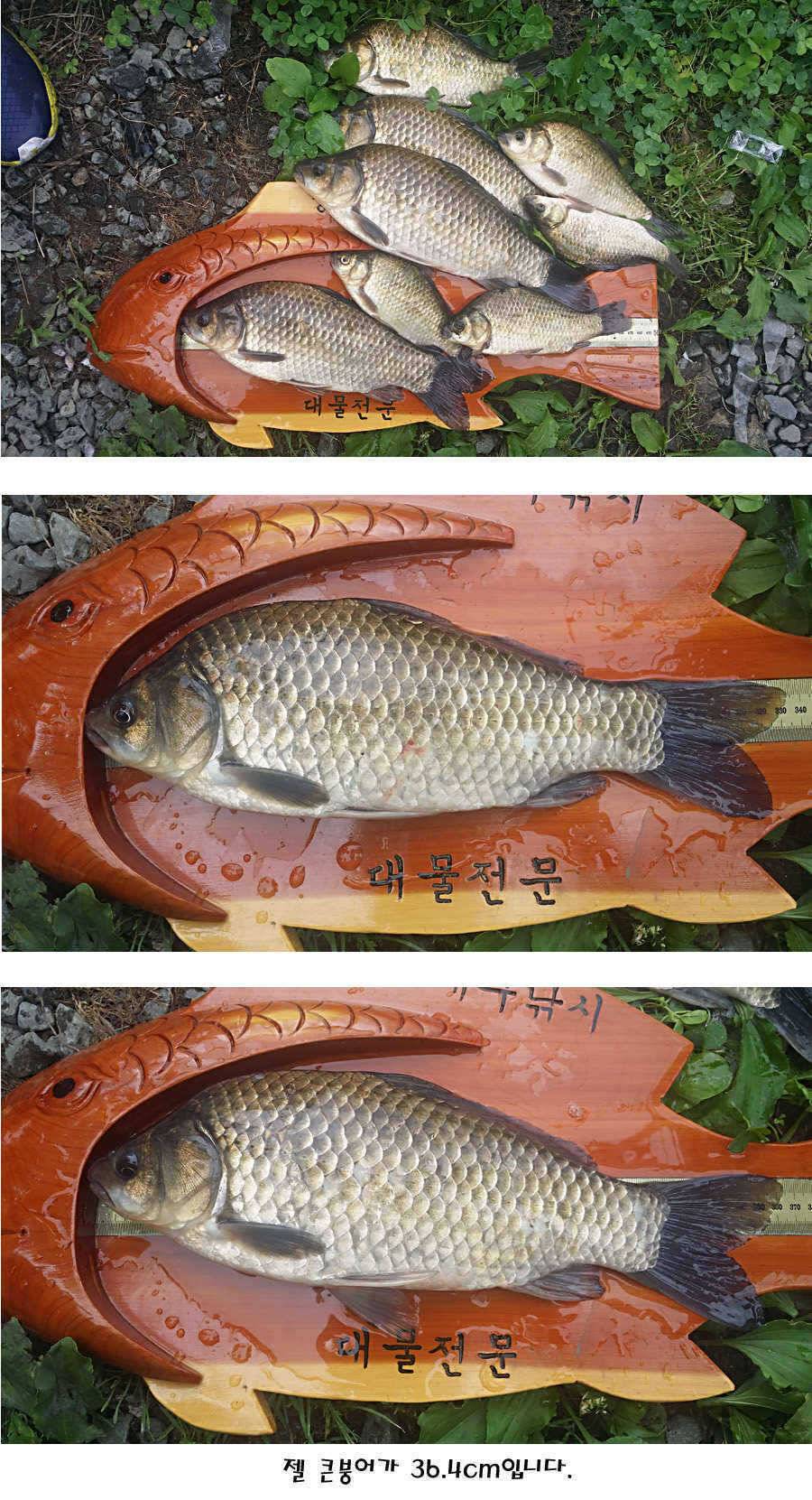 청도권 지난주 주중 조황정보 (조황조행기 - 특파원조황)