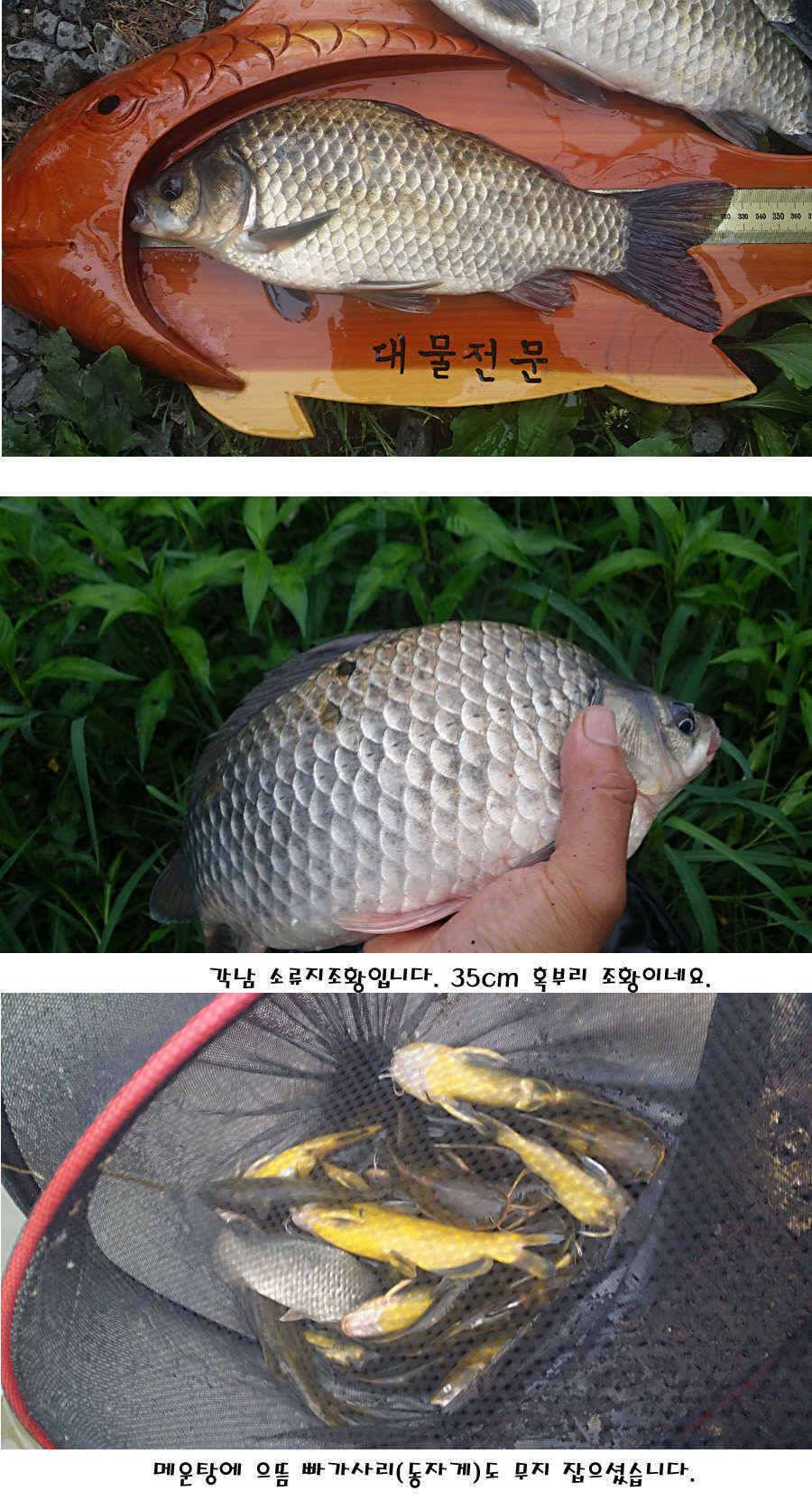 청도권 지난주 주중 조황정보 (조황조행기 - 특파원조황)