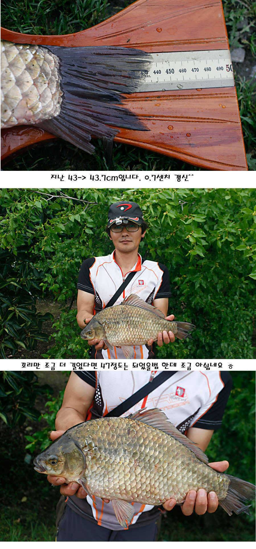 청도권 지난주 주중 조황정보 (조황조행기 - 특파원조황)