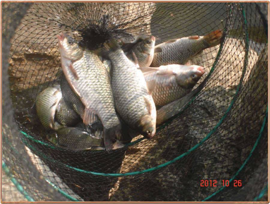 진위천 조황소식 (조황조행기 - 특파원조황)