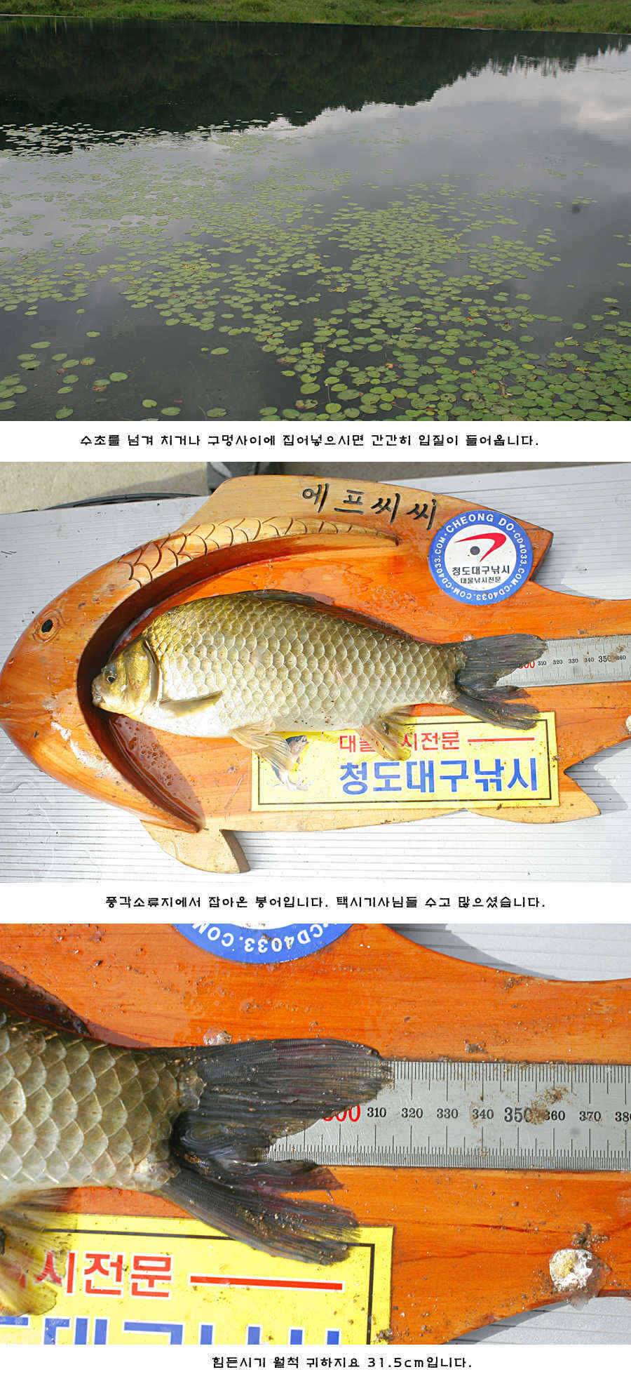 청도권 주중 조황정보 (조황조행기 - 특파원조황)