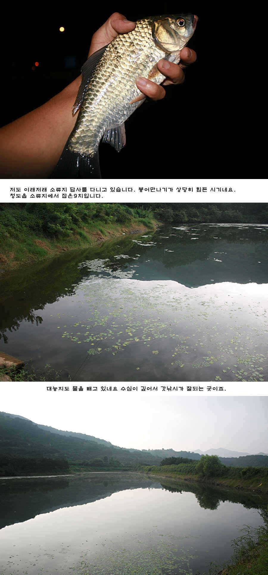 청도권 주중 조황정보 (조황조행기 - 특파원조황)