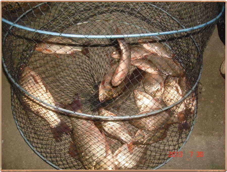 진위천 소식 (조황조행기 - 특파원조황)