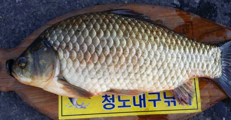 청도권 지난주말 및 주중조황 (조황조행기 - 특파원조황)