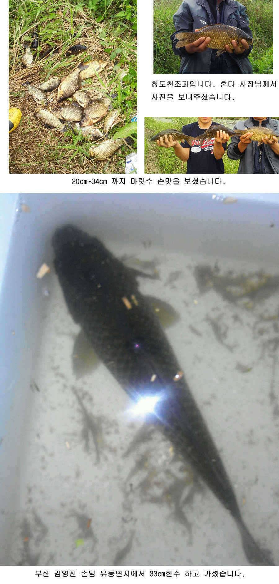 청도권 지난주말 및 주중조황 (조황조행기 - 특파원조황)
