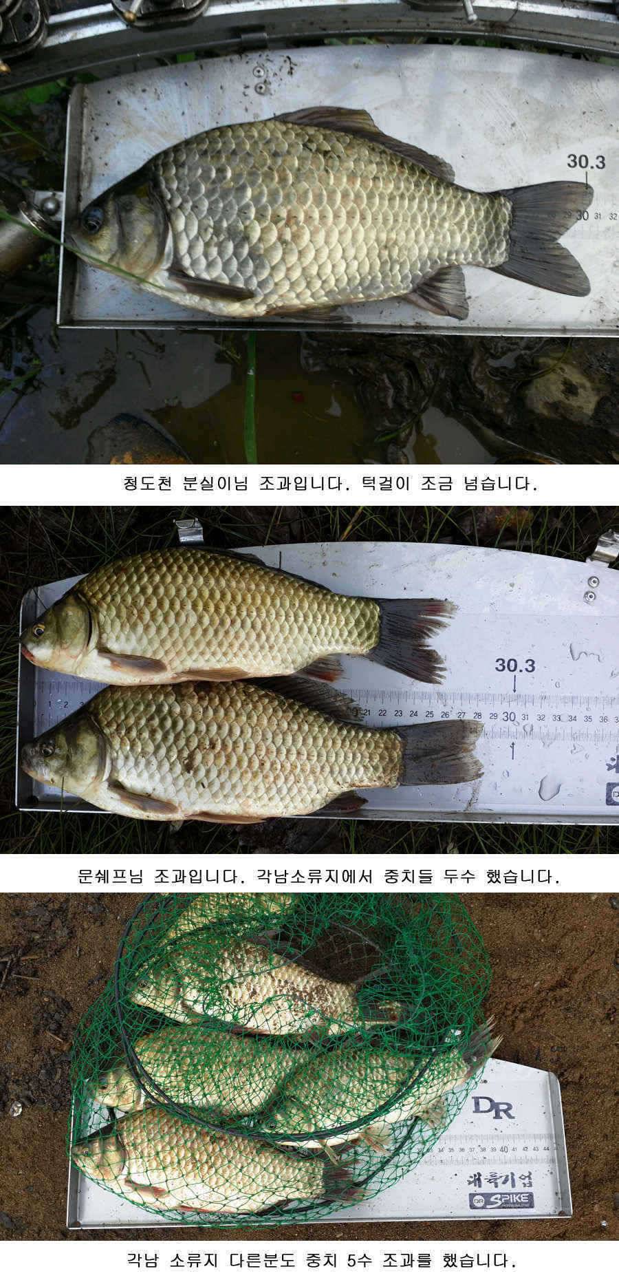 청도권 지난주말 및 주중조황 (조황조행기 - 특파원조황)