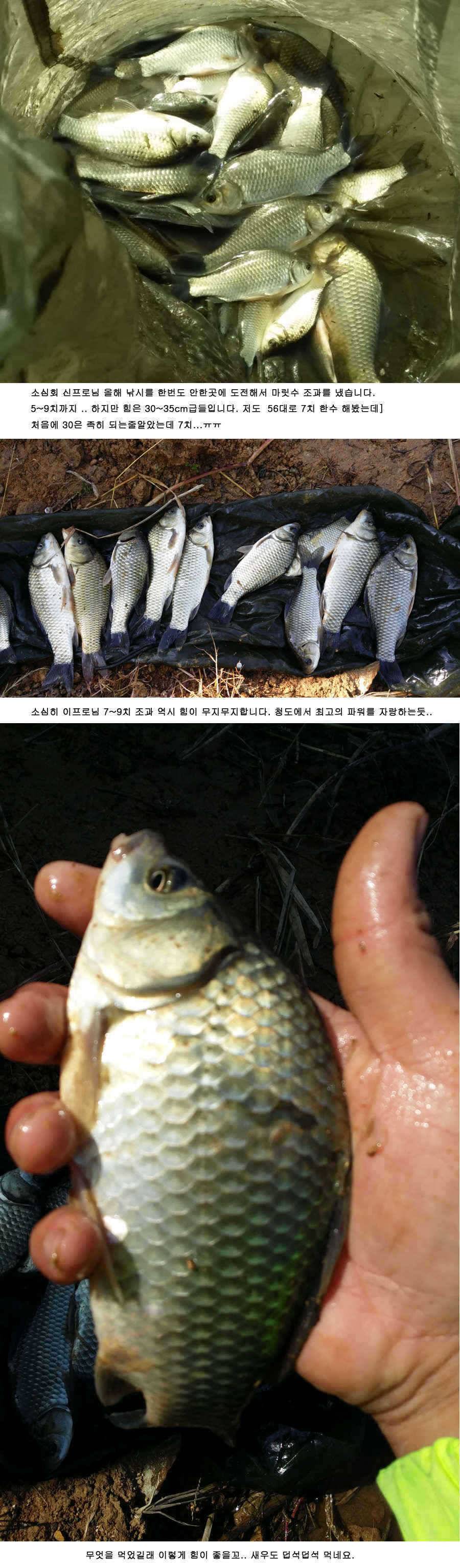 청도권 주중 조황정보 42 (조황조행기 - 특파원조황)