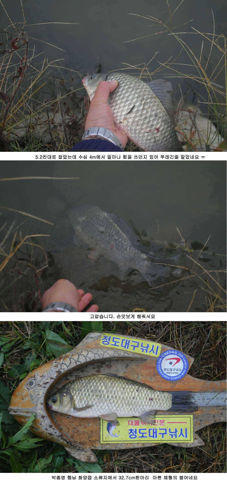 청도권 주중 조황정보 42 (조황조행기 - 특파원조황)