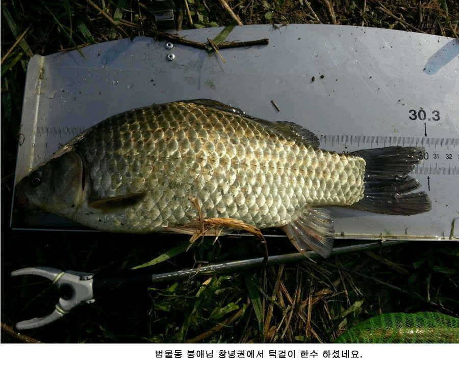 청도권 주중 조황정보 42 (조황조행기 - 특파원조황)