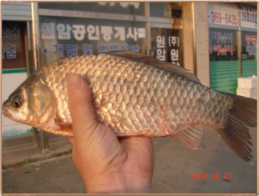진위천 조황소식 (조황조행기 - 특파원조황)