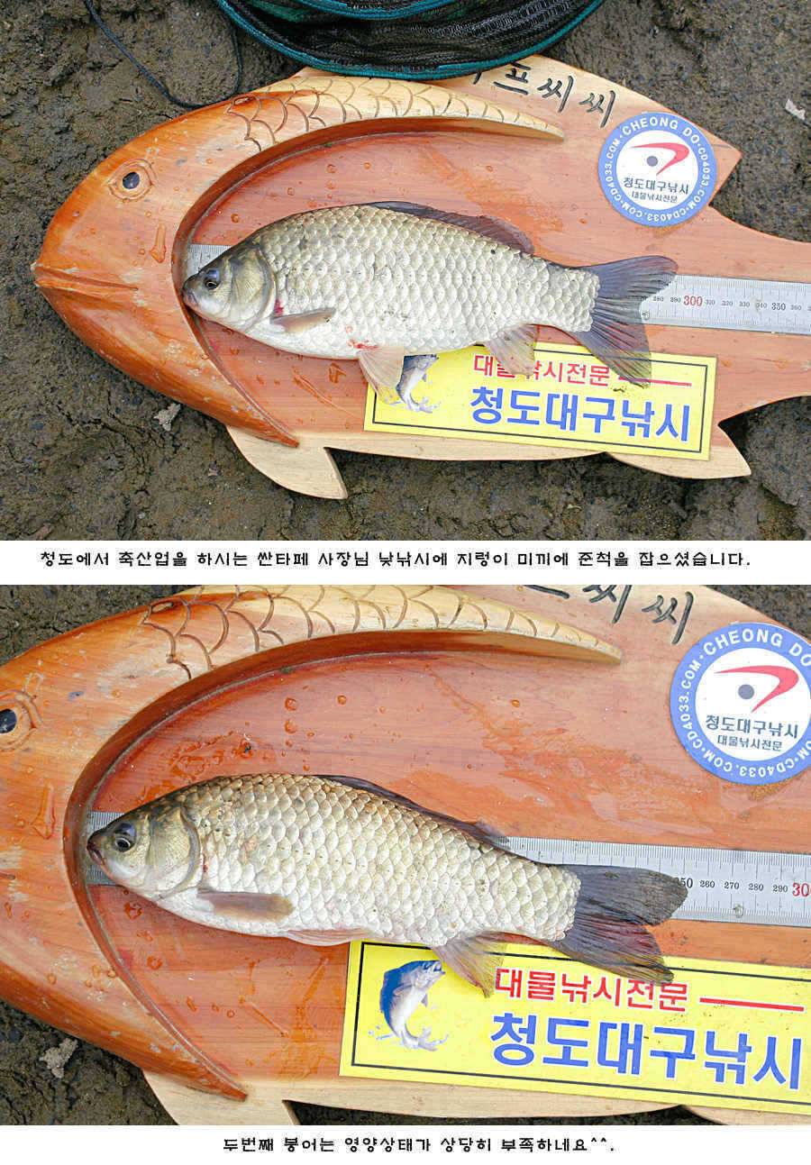 청도권 주중조황 (조황조행기 - 특파원조황)