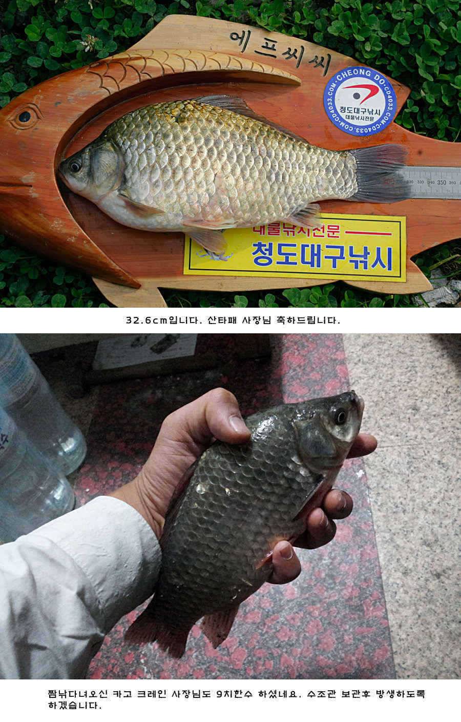 청도권 주중조황 (조황조행기 - 특파원조황)
