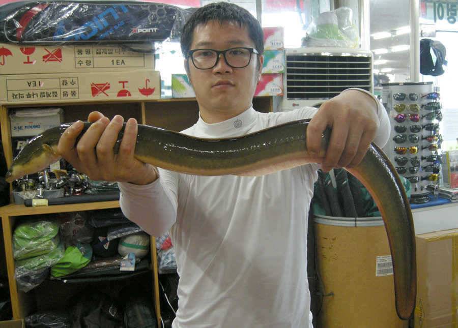 충주호 쏘가리 키로급뱀장어 월척붕어 (조황조행기 - 특파원조황)