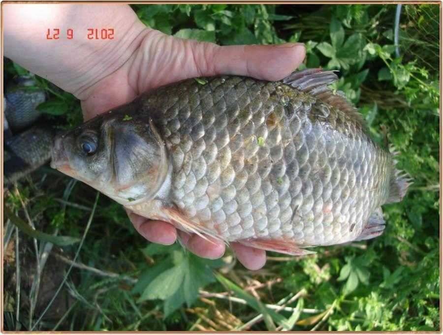 진위천 조황소식 (조황조행기 - 특파원조황)
