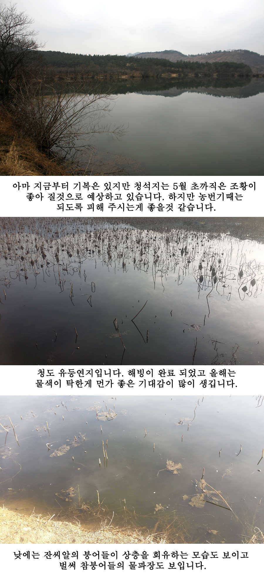 청도권 물낚시 시즌 오픈 (조황조행기 - 특파원조황)