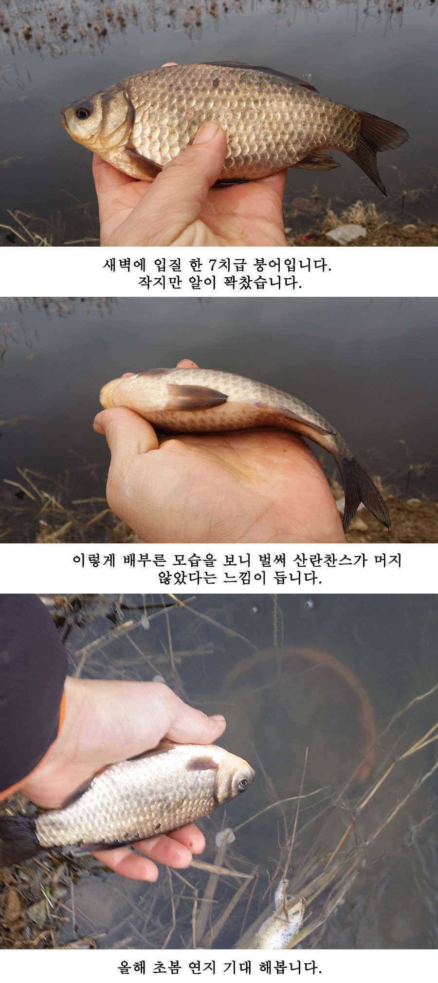 청도권 물낚시 시즌 오픈 (조황조행기 - 특파원조황)